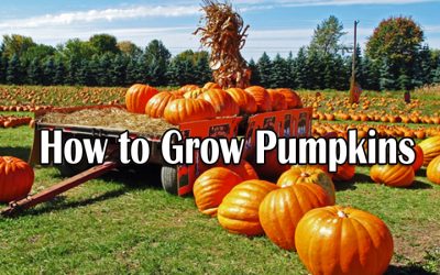 grow pumpkins