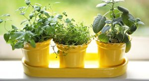 Growing Indoor Herbs Garden