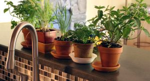 Growing Indoor Herbs Garden