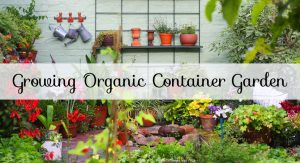 Organic Container Garden