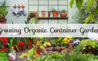 Organic Container Garden